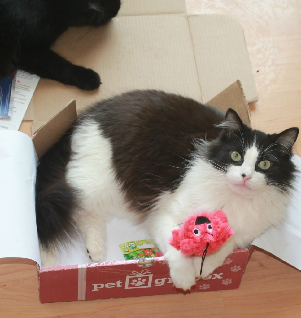 Okie Pet Gift Box