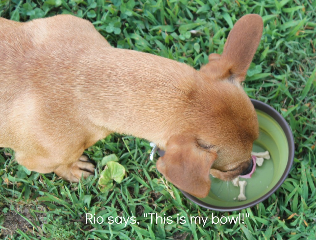 Rio bowl