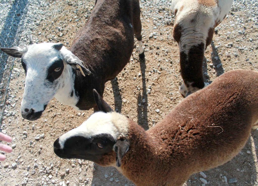 sheep gallerein farm
