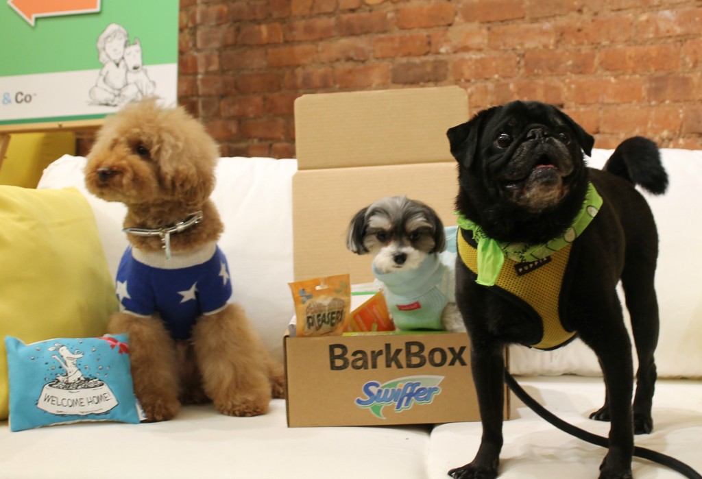 Cookie, Tinkerbelle and Hamilton the Pug show their support for pet adoption 