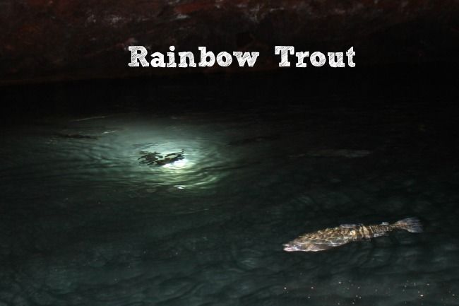 Rainbow-Trout-in-Lost-Sea--compressor
