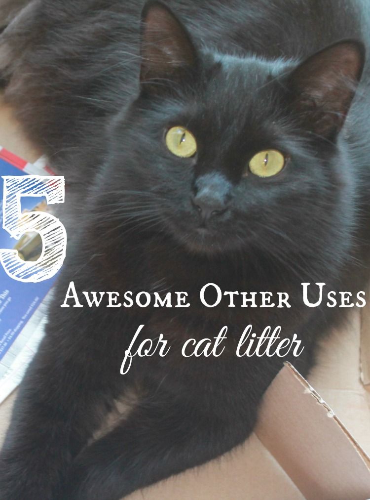5-awesome-other-uses-for-cat-litter--compressor