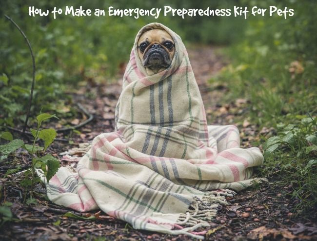 How to Make an Emergency Kit for Pets