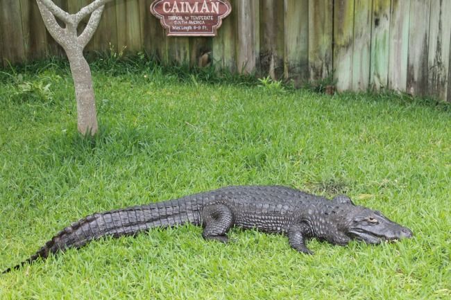 caiman-at-alligator-adventure--compressor