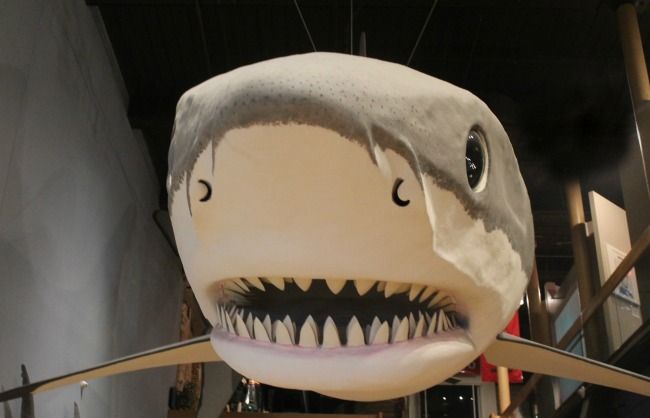 Finn the Shark South Carolina State Museum Mascot