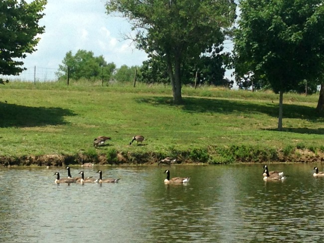 ducks shelby parks