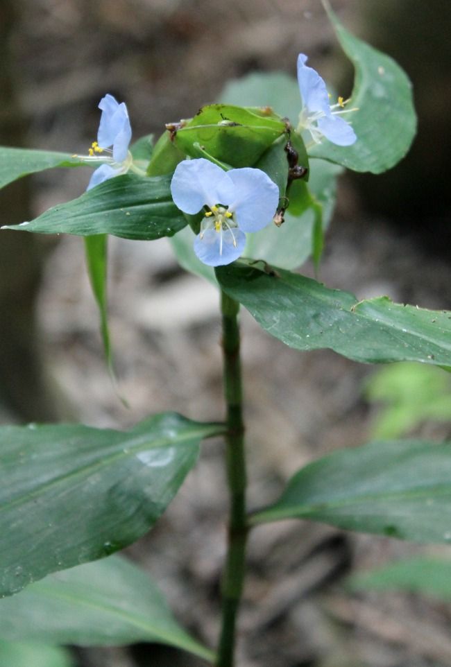 One of the beautiful blooms you can find hidden in the Congaree National Park. 