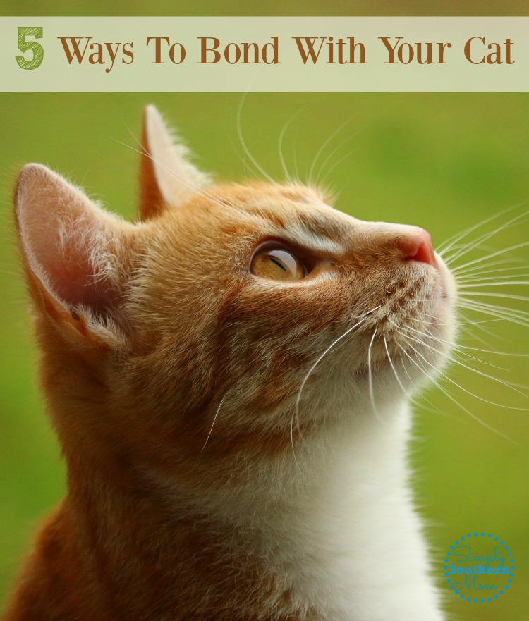 5 Ways to Bond With Your Cat