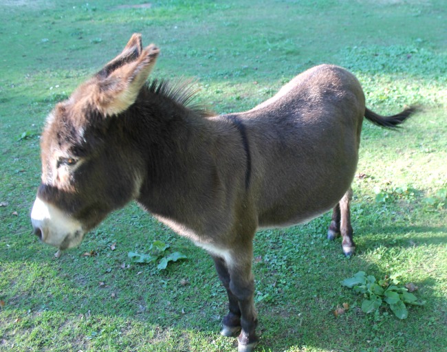 donkey-at-high-hampton-inn