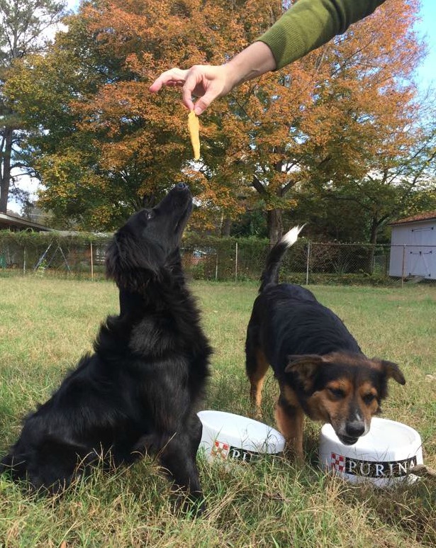 Minnie and Max are thankful for treats. 