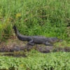 alligator-blue-spring-park