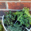 how-to-make-an-easy-broken-pot-succulent-garden