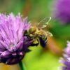 How to Make A Pollinator Garden